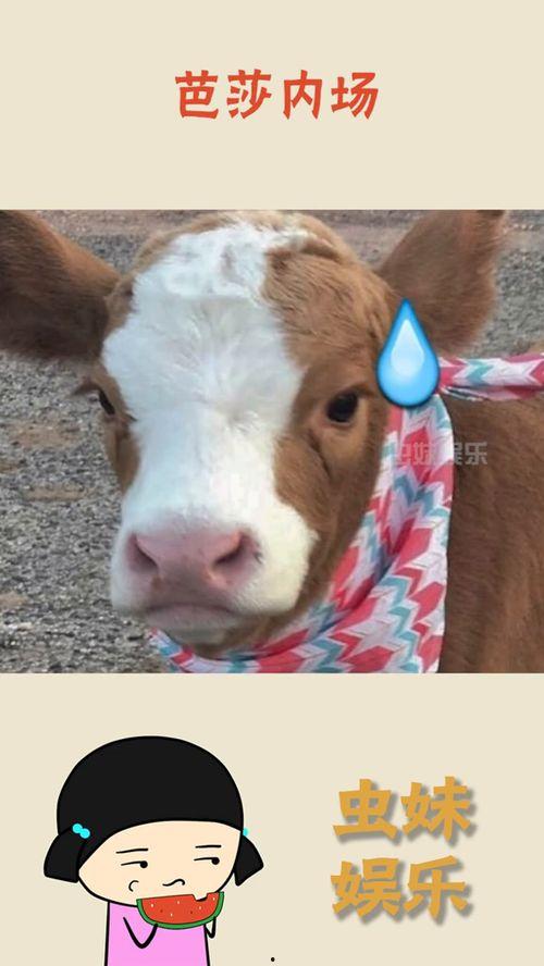 抖音吃瓜娱乐号,揭秘娱乐圈幕后故事，带你领略明星真实生活