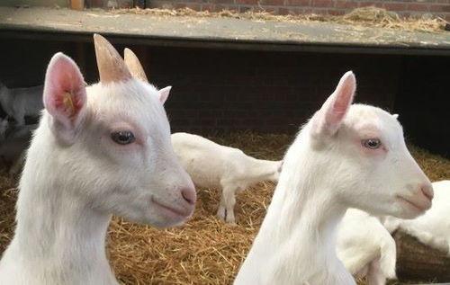 娱乐吃瓜外婆养大的羊羊视频,娱乐吃瓜界的暖心萌宠