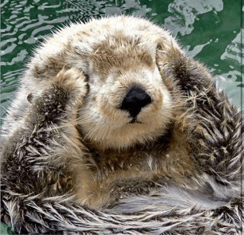 娱乐吃瓜酱海獭手牵手,一场跨界友谊的甜蜜邂逅